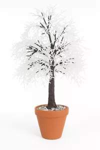 Dub zimního ticha Dub zimního ticha